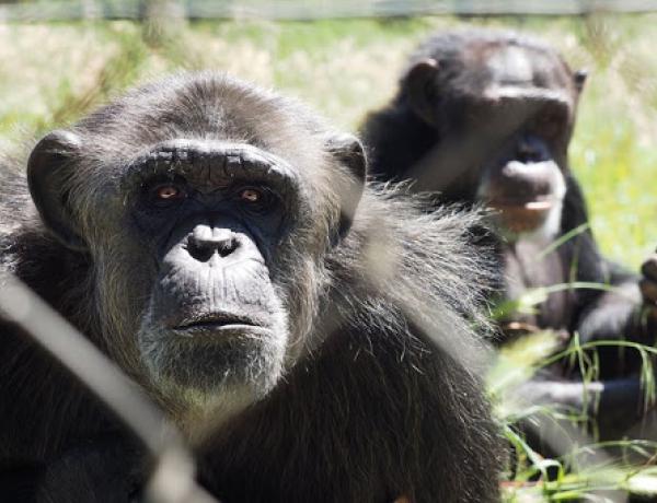 Discovering chimpanzees